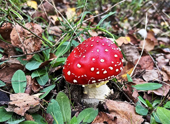 Pilze  /  2 Schön sehen sie ja aus, aber…