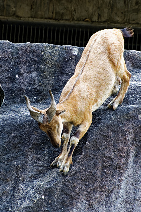Steinbock