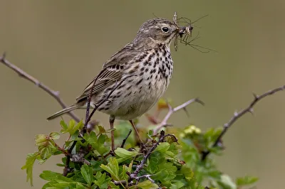 Wiesenpieper