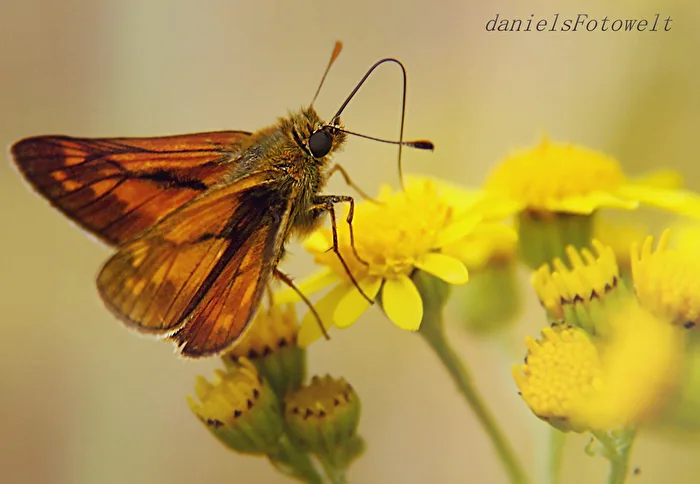 Swallowtail butterfly
