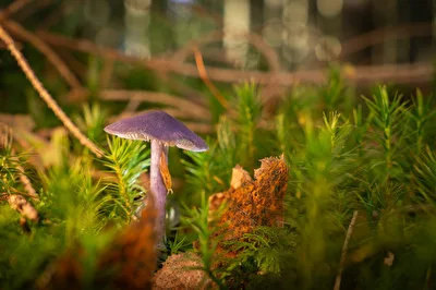 Herbstfrüchte