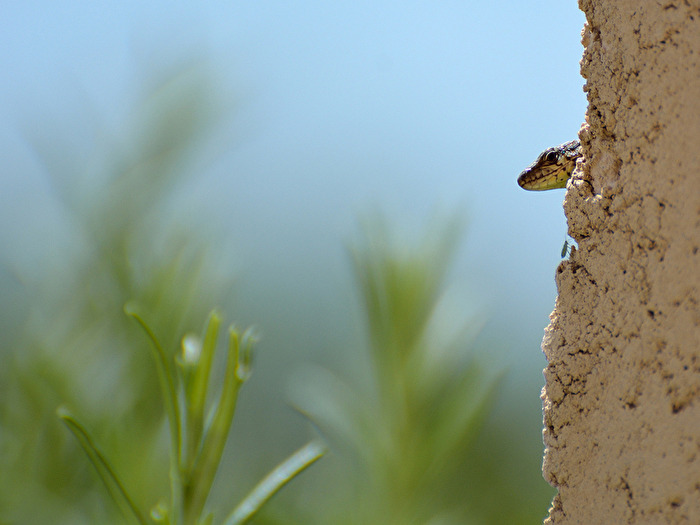 Hoffentlich sieht sie mich nicht!
