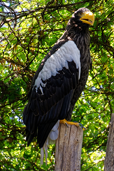 Riesenseeadler
