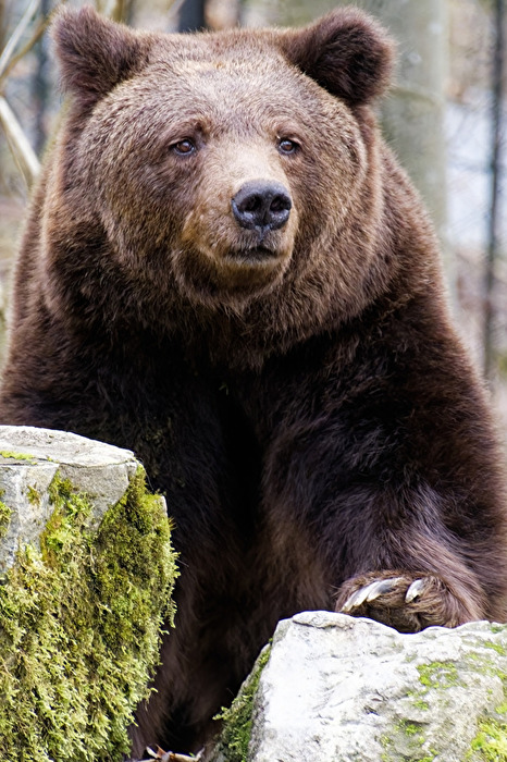Braunbär