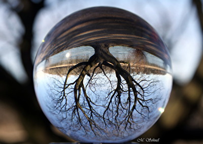 Ein Baum steht Kopf