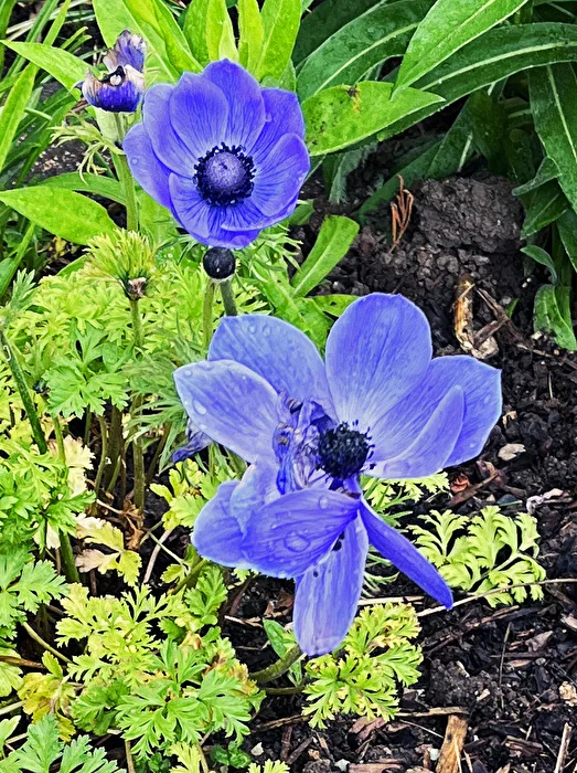 blue garden anemone