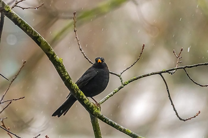 Amsel