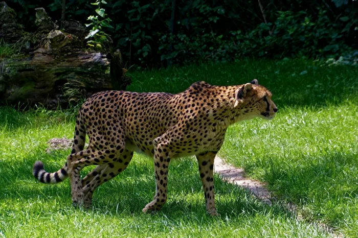 Ghepardo