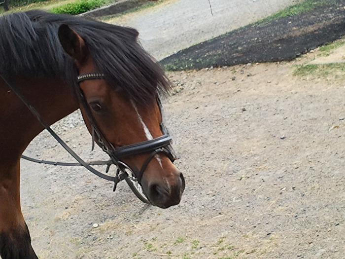 Was willst du