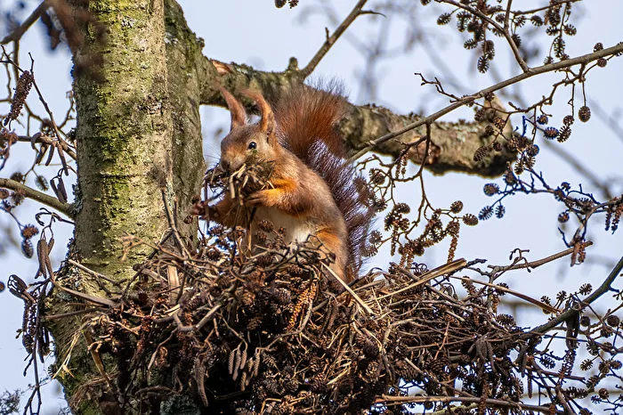Eichhörnchen beim Nestbau