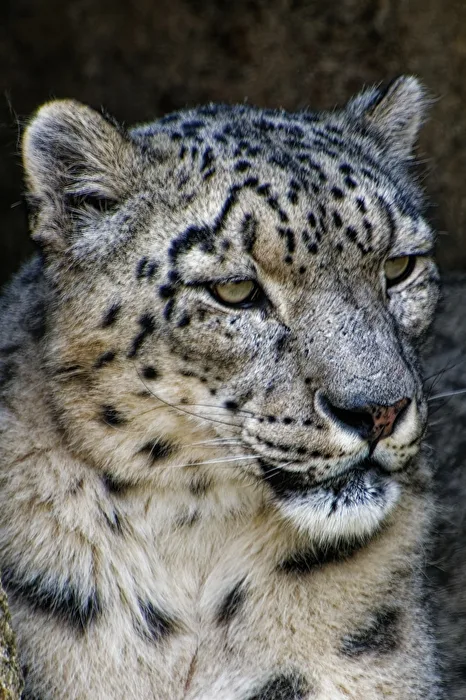 Snow Leopard