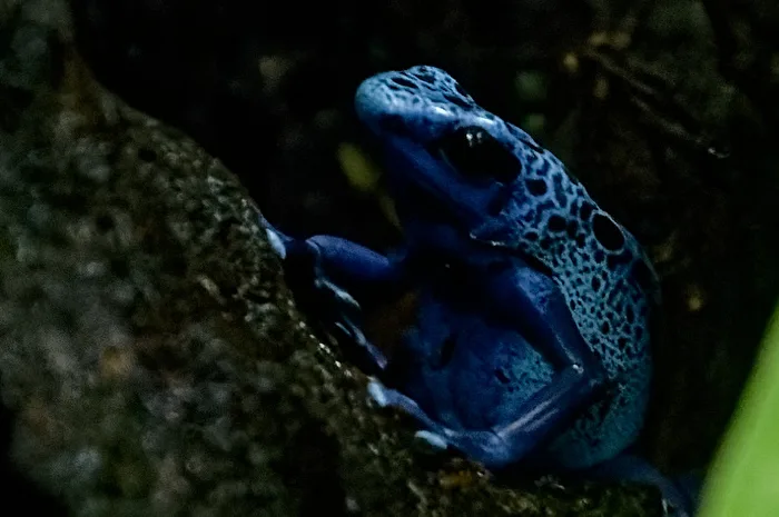 Blauerbaumsteiger