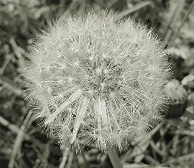 Pusteblume