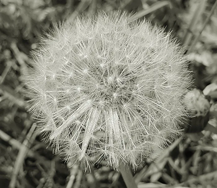 Dandelion Clock