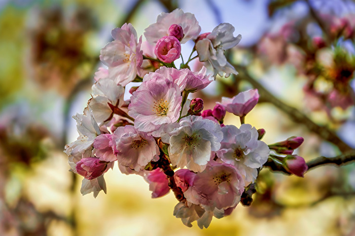 Blüten