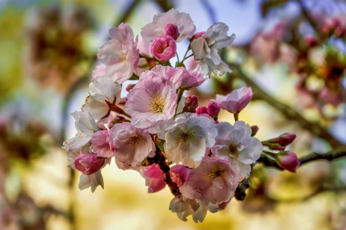 Blüten