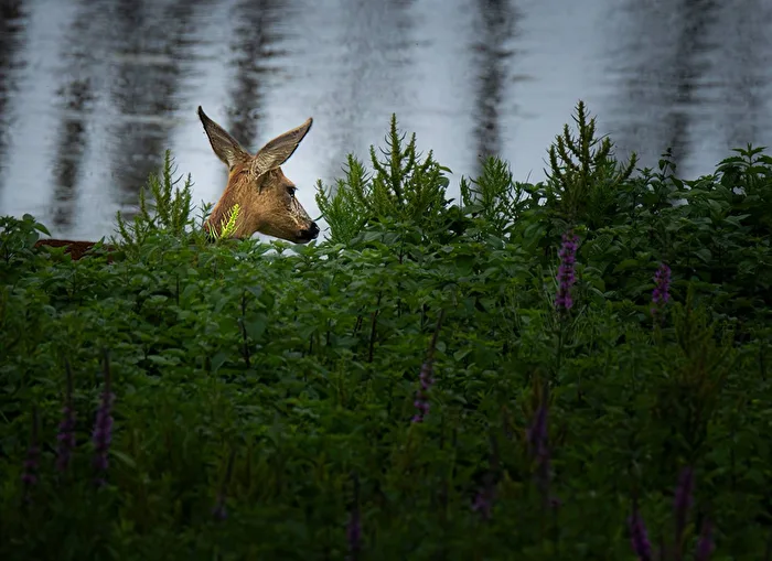 ***Versteckt***