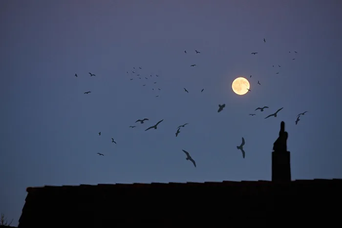 Mond