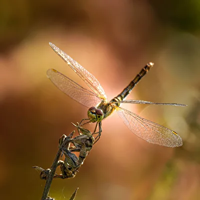 Eine Libelle in unserem Garten