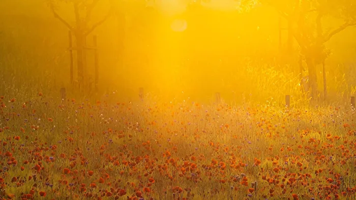 Ambiente matutino en la Voreifel.