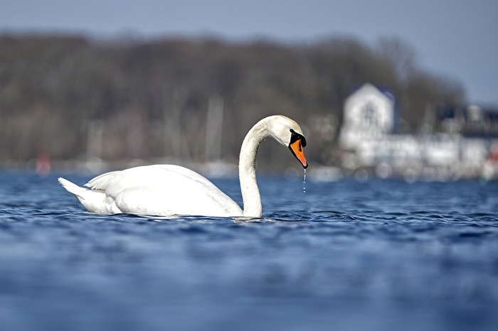 Schwan auf dem Strelasund