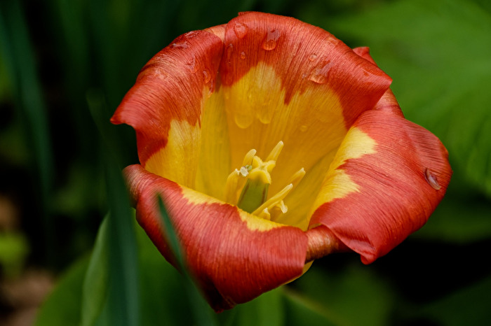 Tulpe