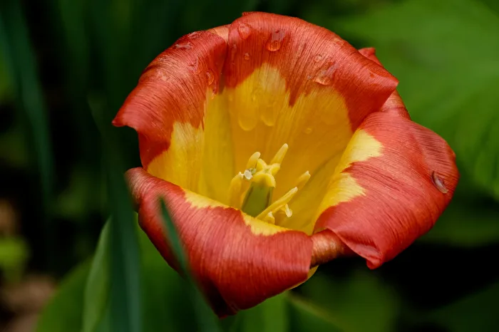 Tulpe