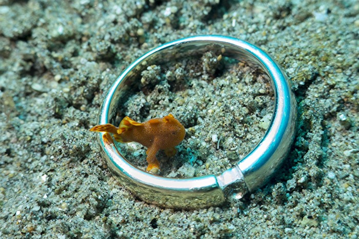 Frogfish - Anglerfisch