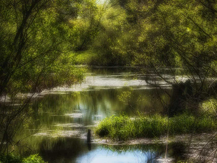 Pond Landscape