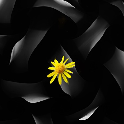 gelb inmitten von grau und schwarz