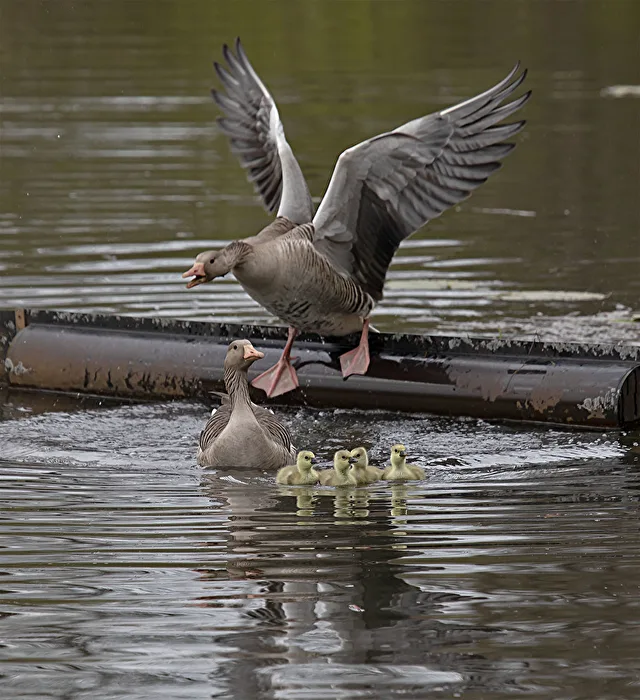 Gray goose offspring are guarded with loud cries