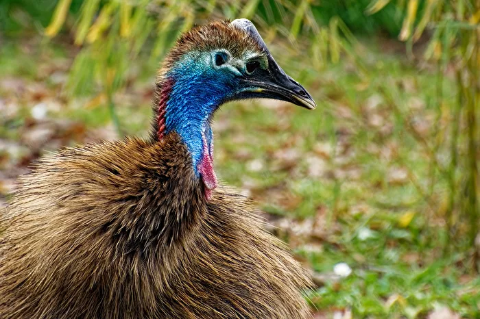 young helmeted cassowary