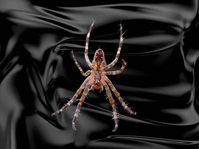 the spider