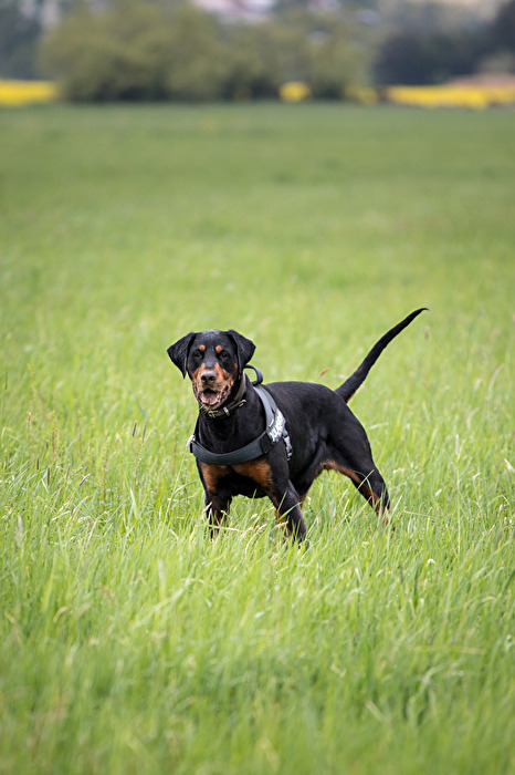 Hundewiese
