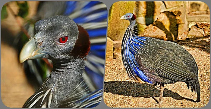 Hübsch hässlich ,das Geierperlhuhn