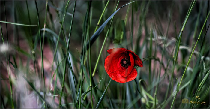 Klatschmohn