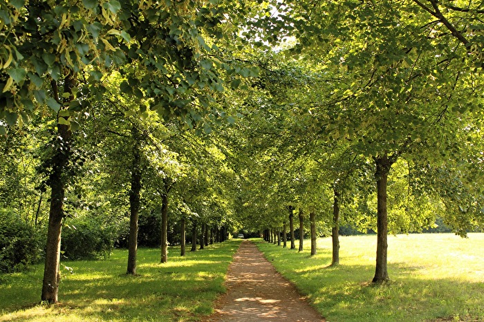 Im Schatten der Bäume