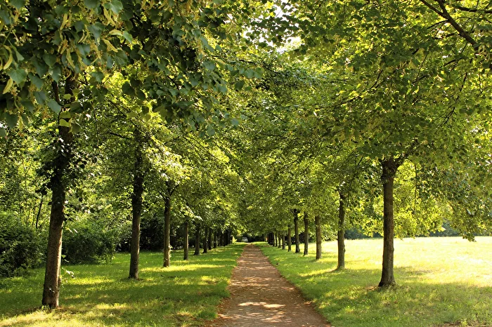Im Schatten der Bäume