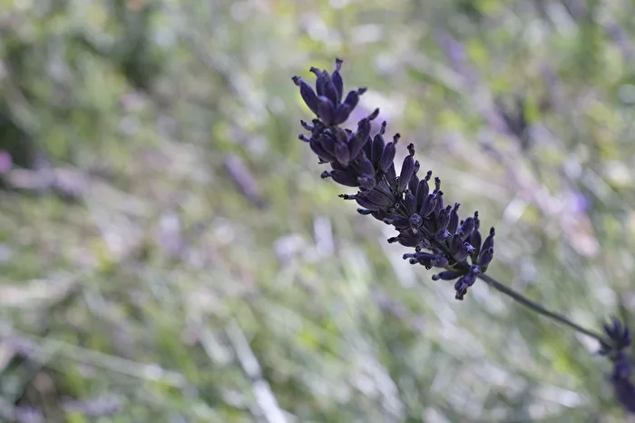 Lavendel und kein Ende