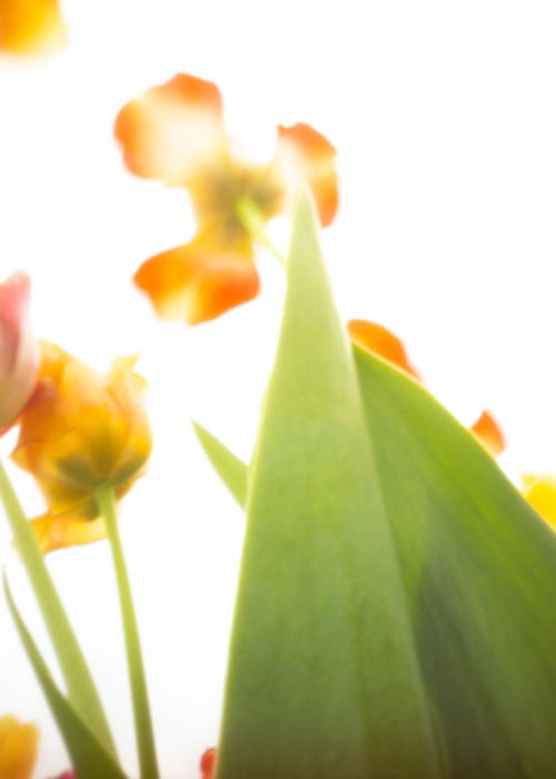 Tulpen - Pinhole