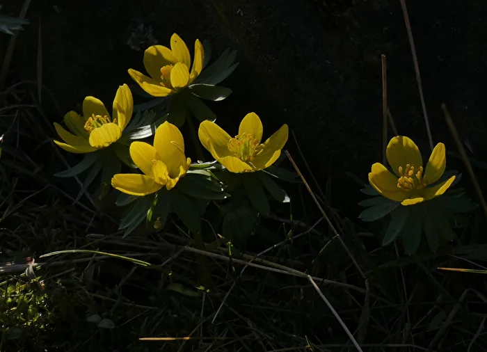 In the spring light