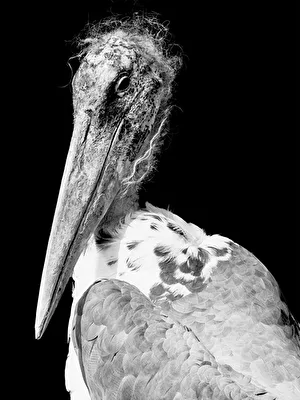 Marabu