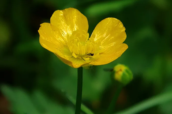 Schön in Blüte