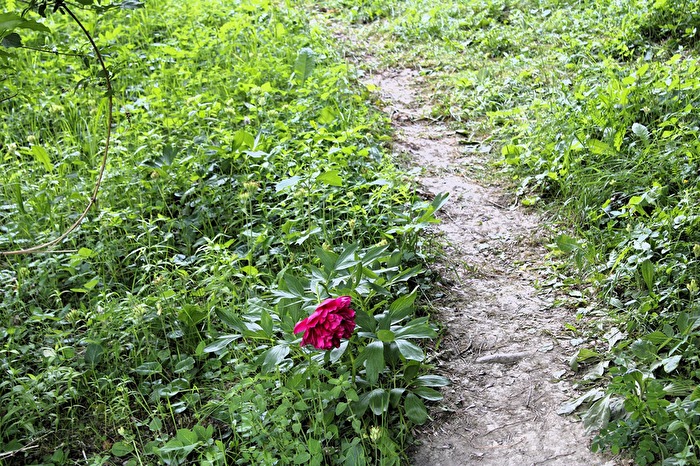 Ein Blümchen stand allein am Wegesrand,...