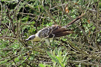 Häherkuckuck