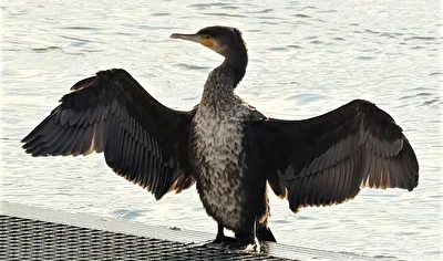 Kormoran