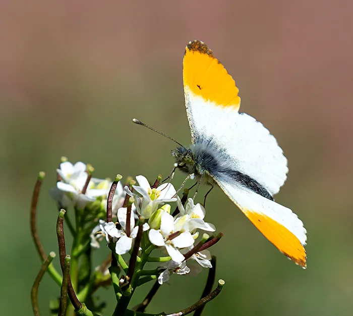 Falter an einer Blüte