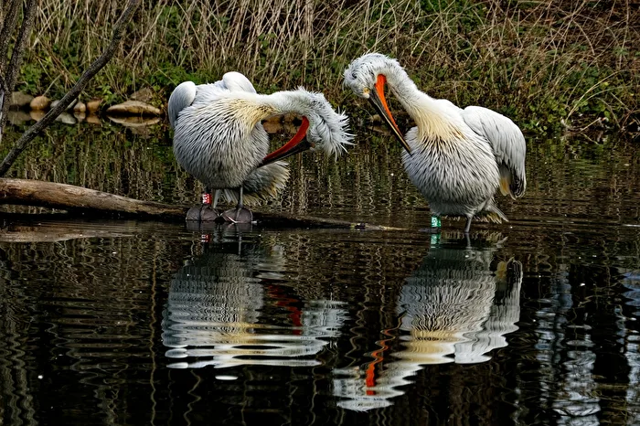 Pelicans