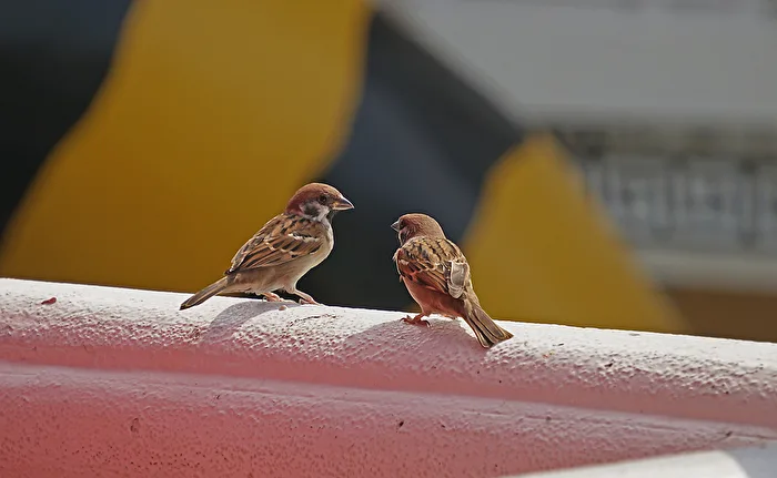 Sparrows