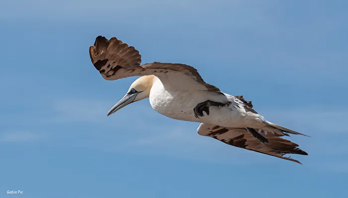 Northern Gannet after Takeoff